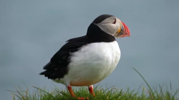 Oiseaux de mer de macareux de l'Atlantique sauvage dans la famille des pingouins en Islande. — Video