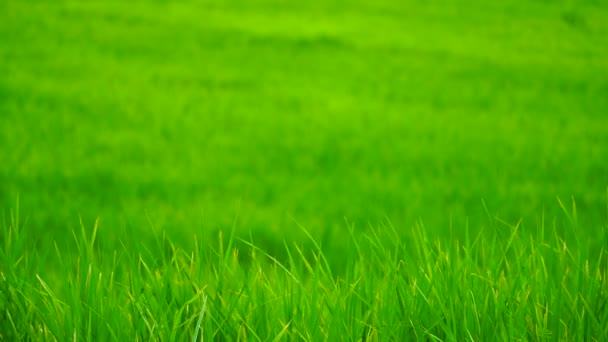 Groen veld achtergrond in close-up bekijken. — Stockvideo