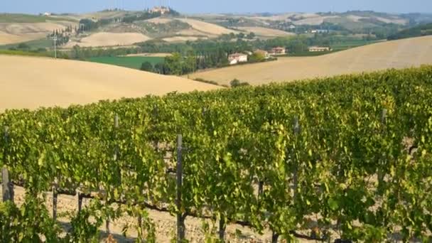 Paisaje del viñedo en Toscana, Italia — Vídeos de Stock