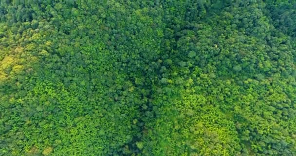 Blick von oben auf Berg und Wald. — Stockvideo