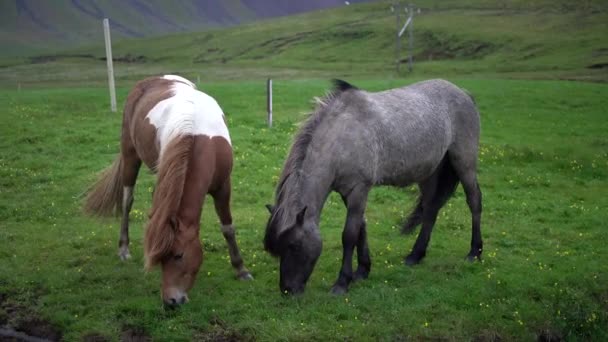 Caballo islandés en la naturaleza escénica de Islandia. — Vídeo de stock