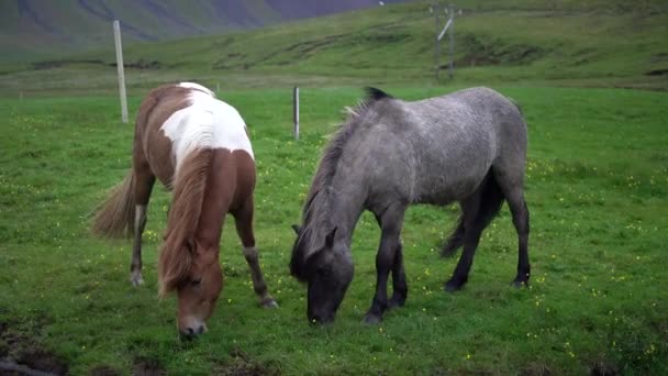 Cheval islandais dans la nature pittoresque de l'Islande. — Video