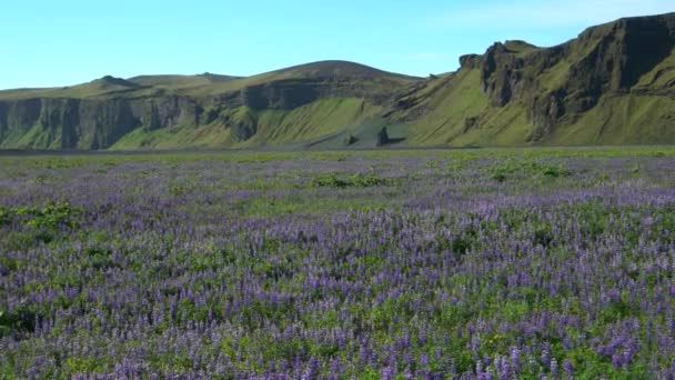 Lupine bloemenveld in Vik IJsland. — Stockvideo