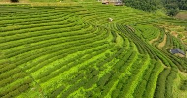 Dağdaki çay tarlasının havadan görünüşü.