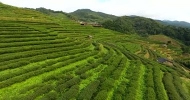 Dağdaki çay tarlasının havadan görünüşü.