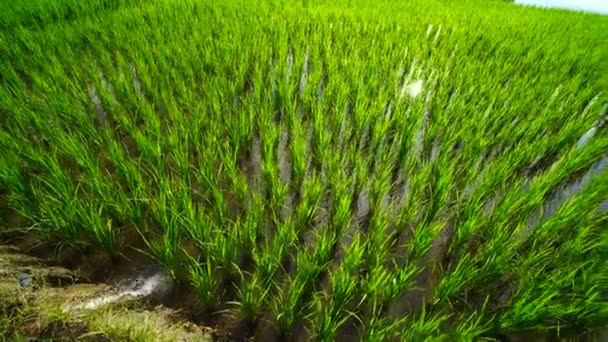 Groene rijstveld in een weelderige landbouwgrond — Stockvideo