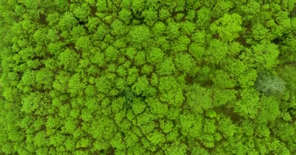 Blick von oben auf den Kiefernwald — Stockvideo