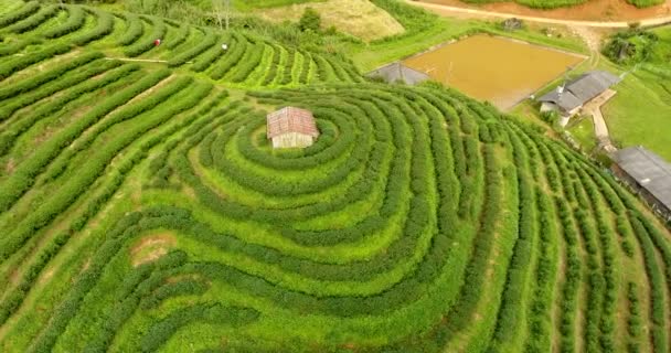 Aerial view of tea plantation terrace on mountain. — Stock Video