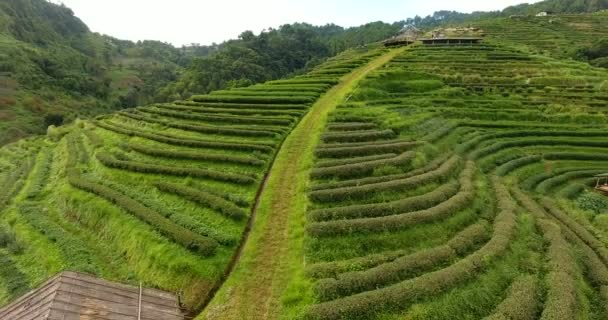 Vista aérea de la terraza de plantación de té en la montaña. — Vídeo de stock