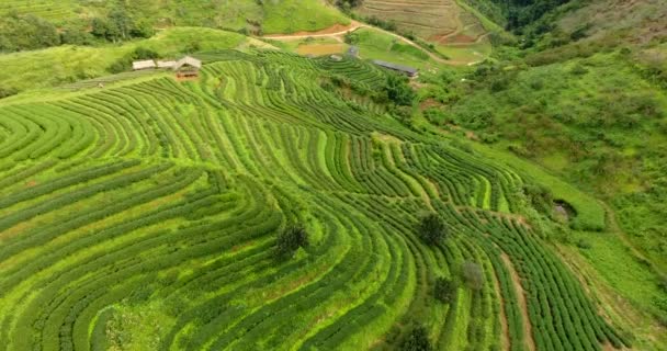 Vue aérienne de la terrasse de plantation de thé sur la montagne.