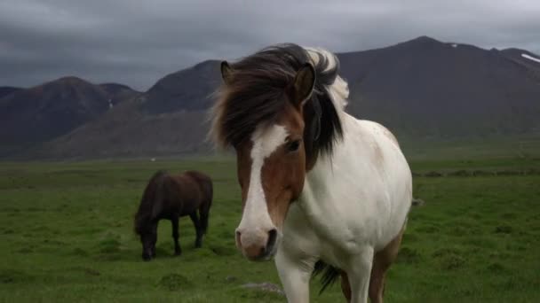 Caballo islandés en la naturaleza escénica de Islandia. — Vídeo de stock