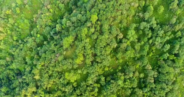 Vista superior da montanha e da floresta. — Vídeo de Stock