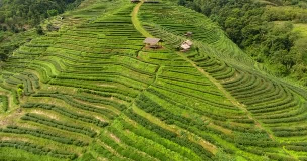 Vista aerea della terrazza piantagione di tè sulla montagna. — Video Stock