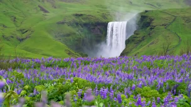 Cascade de Skogafoss en Islande en été. — Video