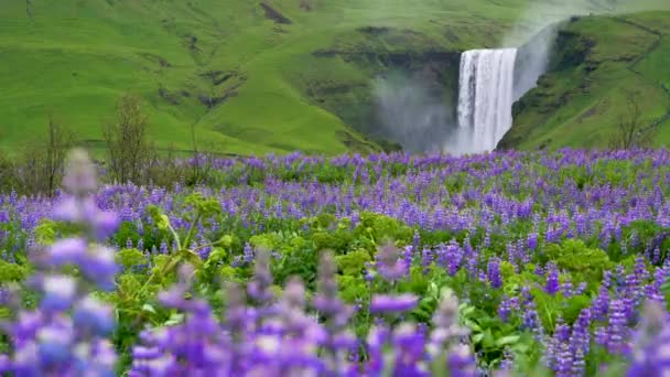 Cascade de Skogafoss en Islande en été. — Video