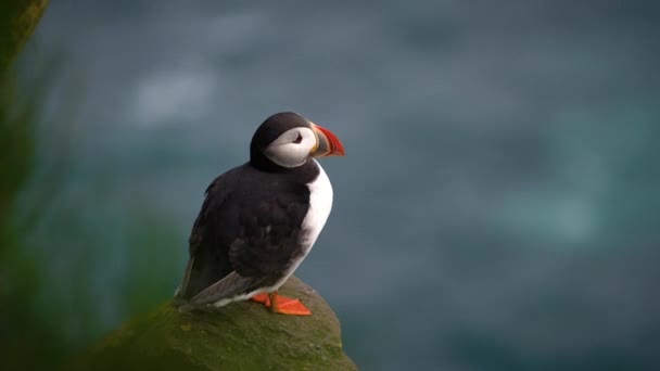 Oiseaux de mer de macareux de l'Atlantique sauvage dans la famille des pingouins en Islande. — Video
