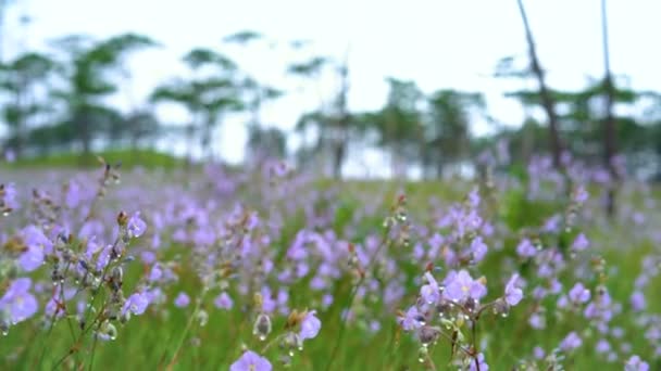 Crested serpent flowers garden. — Stock Video