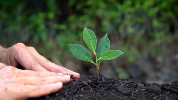 Senior hand groeien, zorgen voor een jonge boom spruit. — Stockvideo