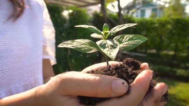 Nő gazdaság növény fa csírát lassított felvételű. — Stock videók
