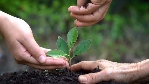Människor händer ta hand om unga växt träd groddar. — Stockvideo