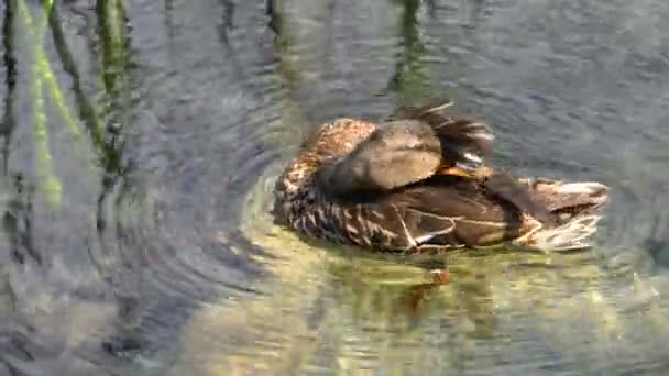 Kacsa úszik tó Plitvicei-tavak, Horvátország. — Stock videók