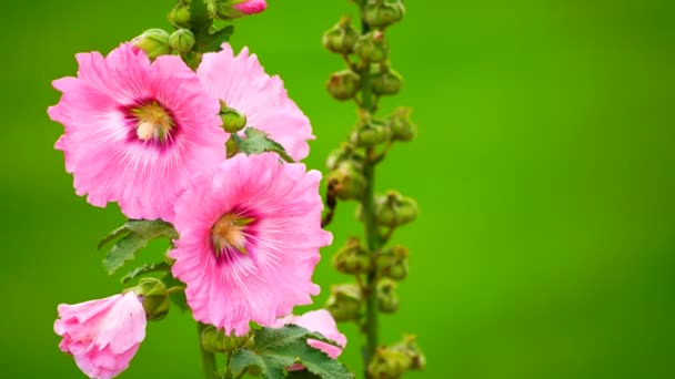 Розовый цветок на зеленом фоне поля. — стоковое видео