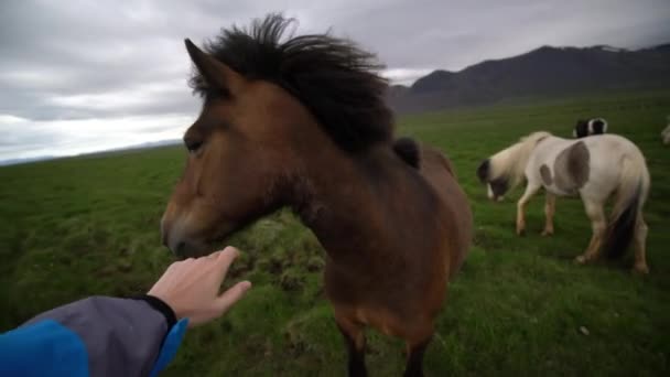 Caballo islandés en la naturaleza escénica de Islandia. — Vídeo de stock