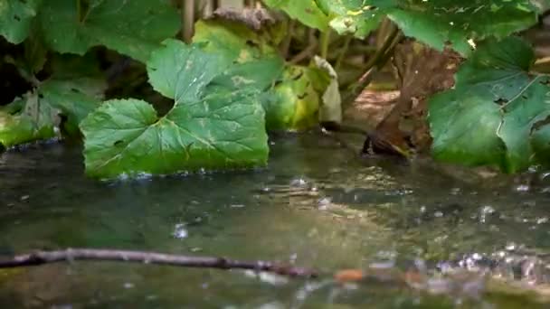 Поток воды в Плитвицких озерах, Хорватия. — стоковое видео