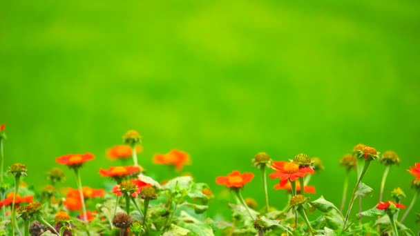 Flor vermelha no fundo do campo verde. — Vídeo de Stock