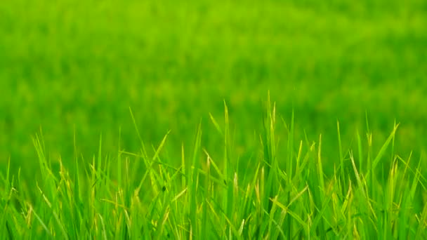 Fondo de campo verde en vista de cerca. — Vídeos de Stock