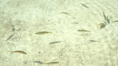 Yüzen balıklarla dolu berrak sığ su.
