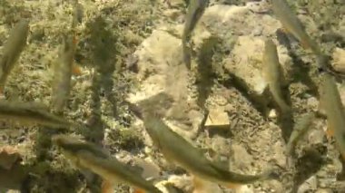 Yüzen balıklarla dolu berrak sığ su.