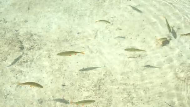 Aguas poco profundas con peces nadando. — Vídeo de stock