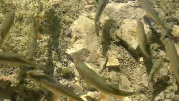 Clear shallow water with fish swimming. — Stock Video