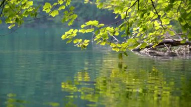 Hırvatistan 'ın Plitvice Gölleri' nin göl manzarasını kapat.