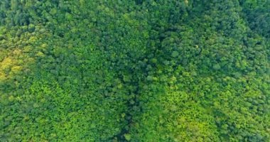 Dağ ve ormanın en üst manzarası.