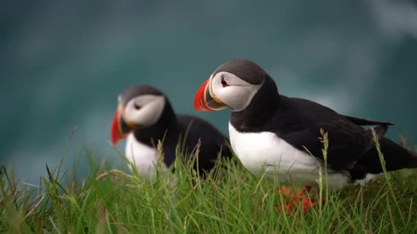 Wild Atlantic puffin seabird in the auk family in Iceland. — Stock Video
