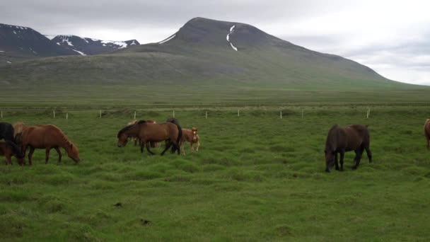 Caballo islandés en la naturaleza escénica de Islandia. — Vídeo de stock