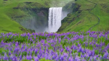 Skogafoss Şelalesi Yazın İzlanda 'da.