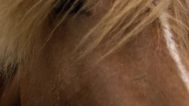 İzlanda 'nın manzaralı doğasında İzlanda atı.