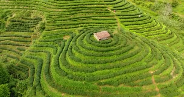 Вид с воздуха на террасу чайной плантации на горе. — стоковое видео