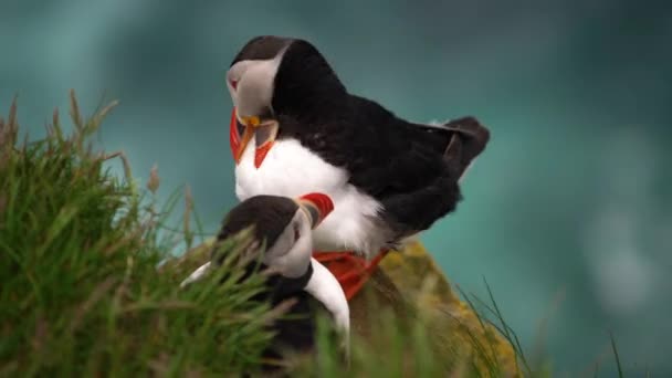 Oiseaux de mer de macareux de l'Atlantique sauvage dans la famille des pingouins en Islande. — Video