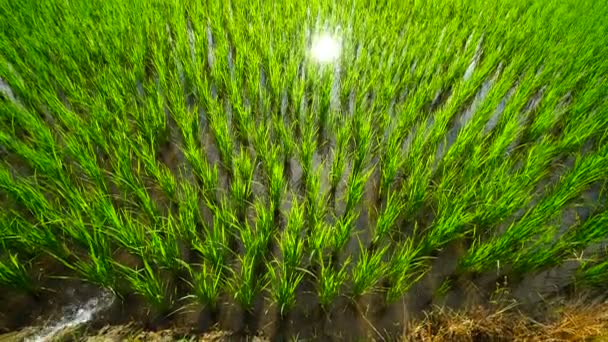 Зеленое рисовое поле в пышной сельскохозяйственной земле — стоковое видео