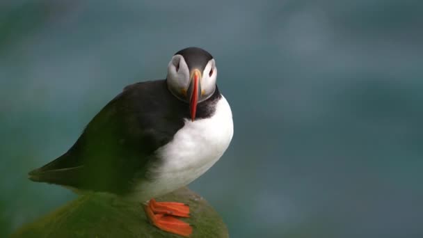 Wilde Atlantische papegaaiduiker in de aukfamilie in IJsland. — Stockvideo