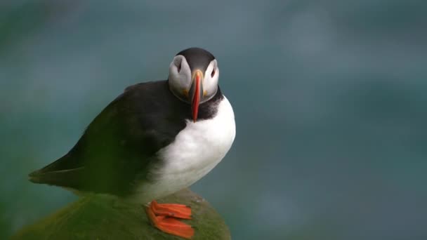 Wild Atlantic puffin seabird in the auk family in Iceland. Royalty Free Stock Footage