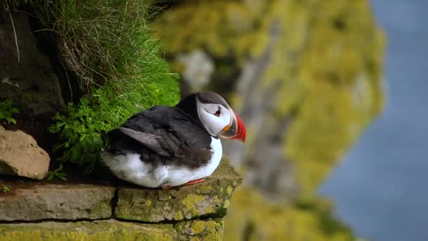 Aves de mar del frailecillo costero atlántico en la familia auk en Islandia. — Vídeo de stock