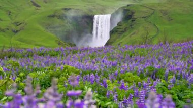 Skogafoss Şelalesi Yazın İzlanda 'da.