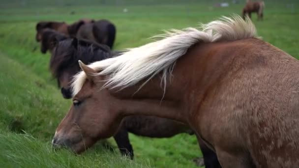 Cheval islandais dans la nature pittoresque de l'Islande. — Video