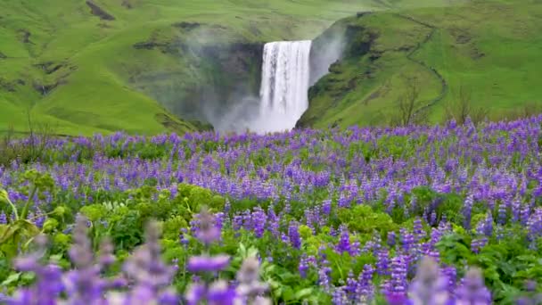 Skogafoss Şelalesi Yazın İzlanda 'da. — Stok video