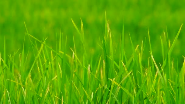 Zielone tło pola w widoku z bliska. — Wideo stockowe